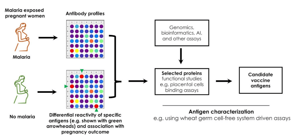 Maternal and neonatal health research