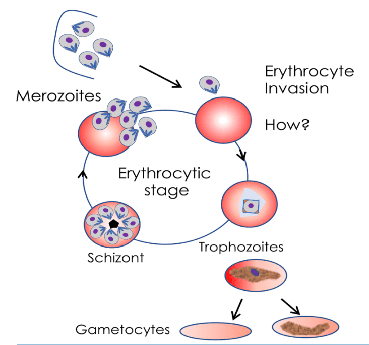 Intra-erythrocytic stages of malaria parasite